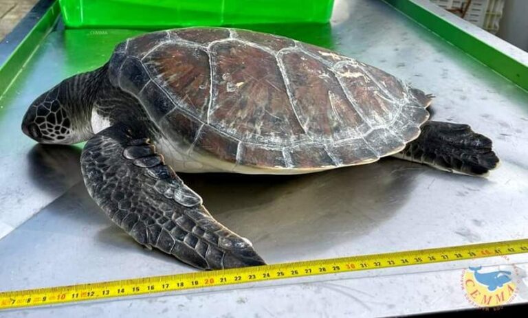 Aparece morta unha tartaruga verde xuvenil en Bueu
